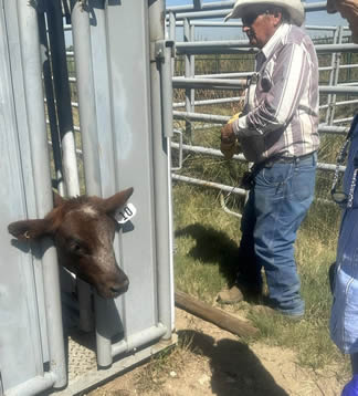 Dean working Calves 